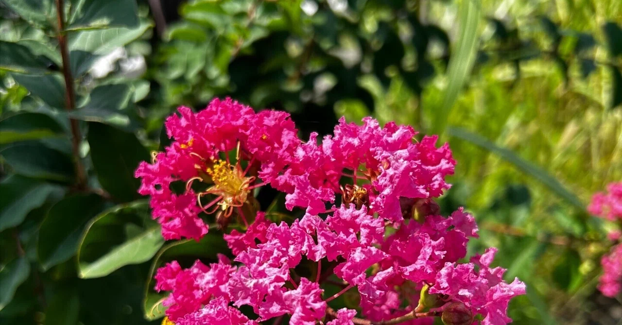 ある花の独り言｜hanare