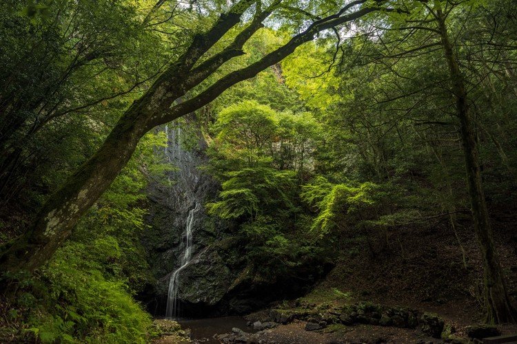 森林浴。今年もまた紅葉の季節がきますね。京都府船井郡京丹波町にて撮影。