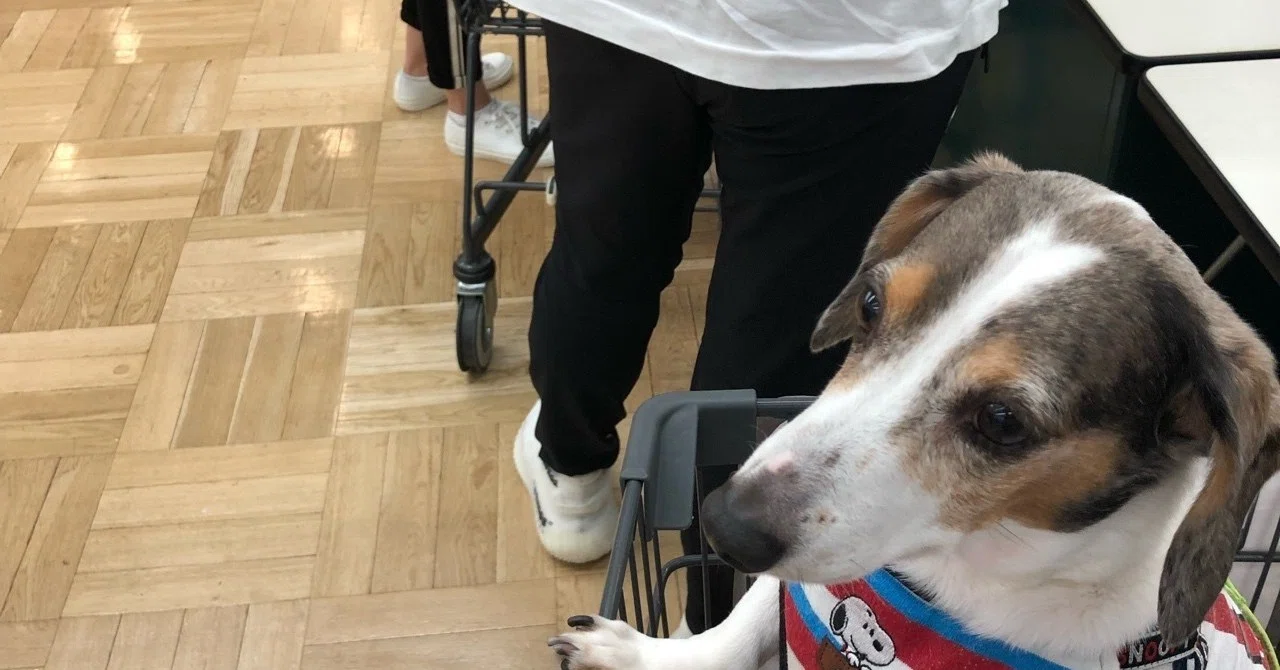 犬の誤嚥性肺炎 ほしのうさぎ Note 犬の誤嚥性肺炎 ほしのうさぎ Note