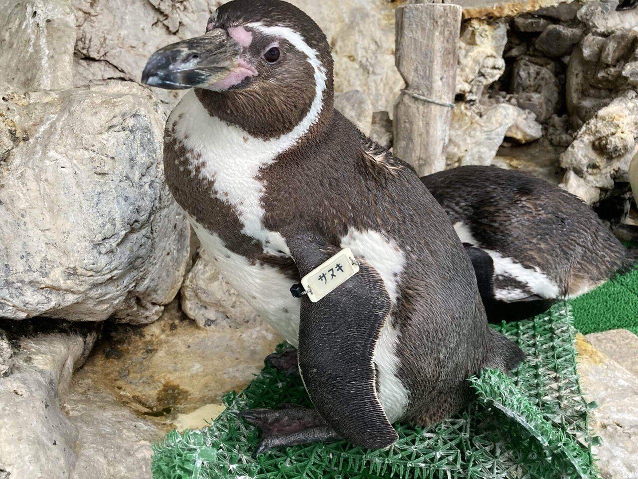 天国への旅立ち［フンボルトペンギン(サヌキ)］｜桂浜水族館 公式
