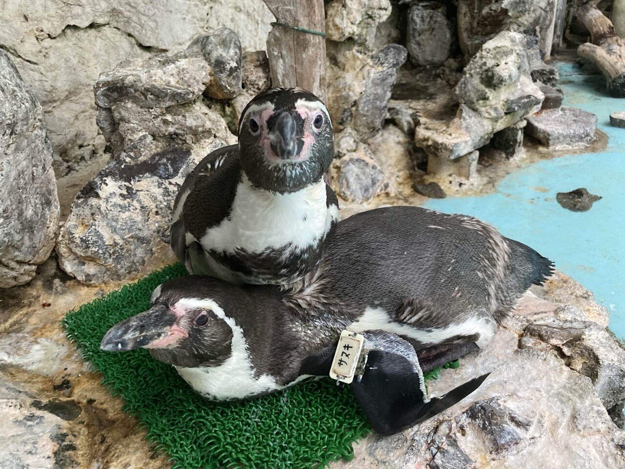天国への旅立ち［フンボルトペンギン(サヌキ)］｜桂浜水族館 公式