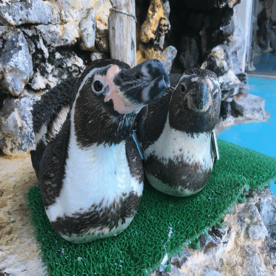 天国への旅立ち［フンボルトペンギン(サヌキ)］｜桂浜水族館 公式