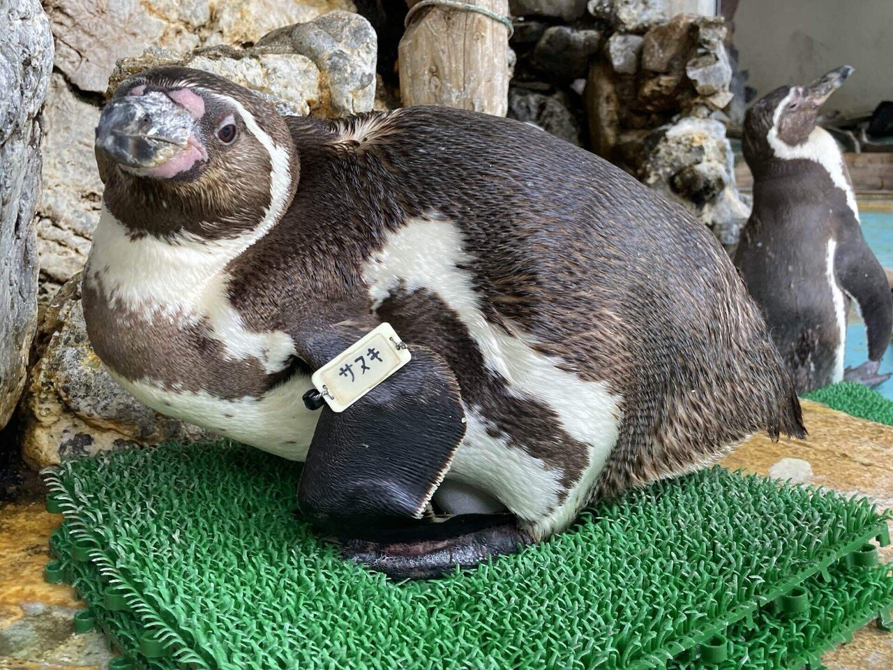 天国への旅立ち［フンボルトペンギン(サヌキ)］｜桂浜水族館 公式