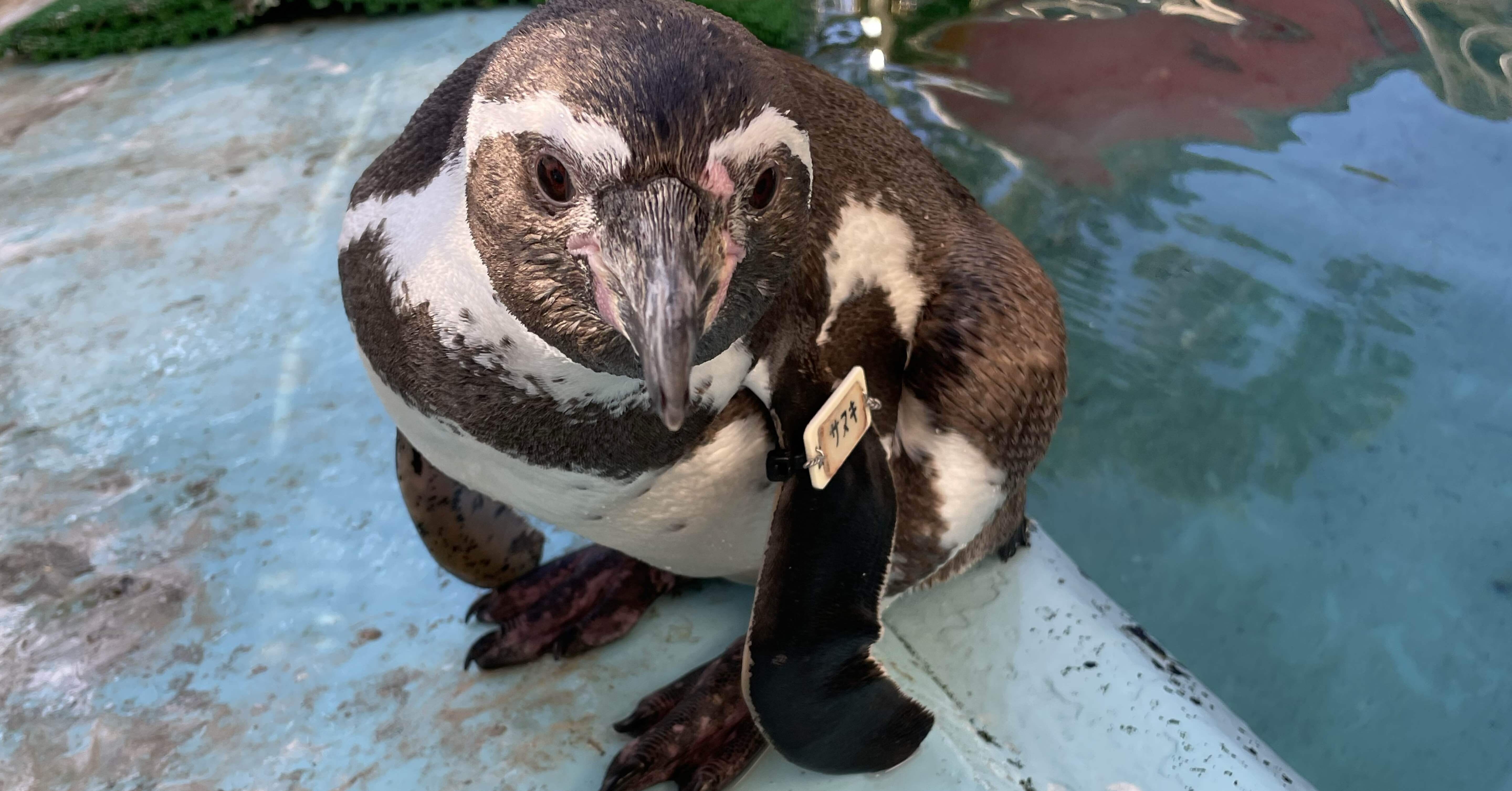天国への旅立ち［フンボルトペンギン(サヌキ)］｜桂浜水族館 公式