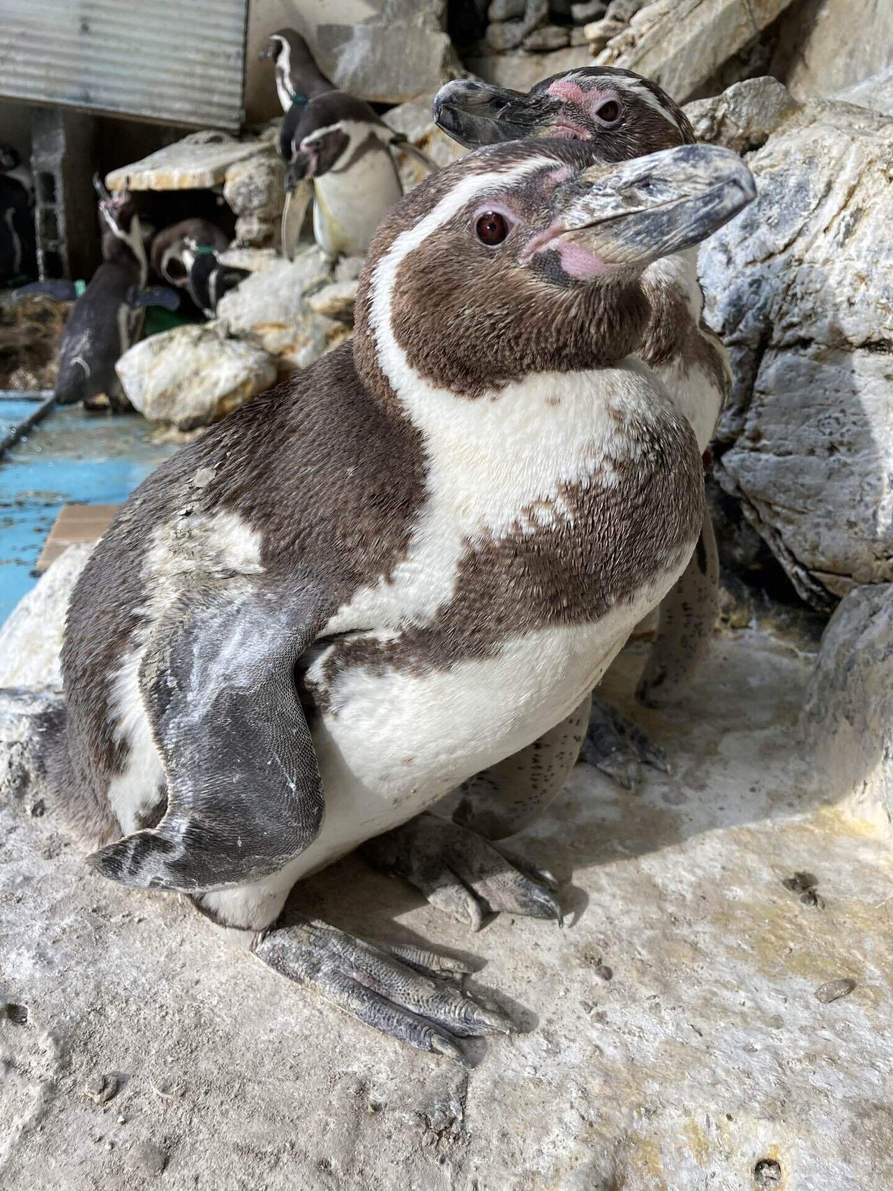 天国への旅立ち［フンボルトペンギン(サヌキ)］｜桂浜水族館 公式