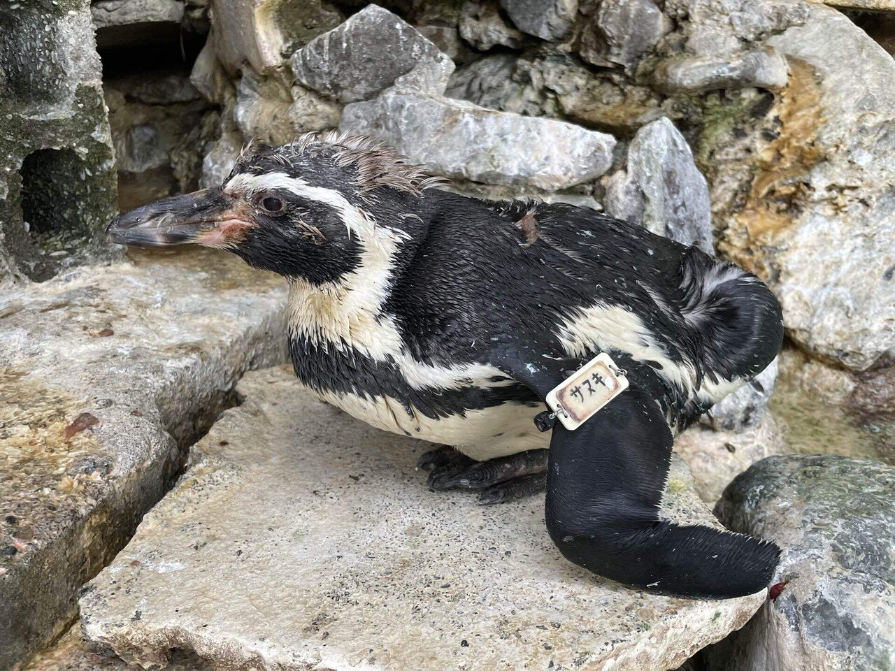 天国への旅立ち［フンボルトペンギン(サヌキ)］｜桂浜水族館 公式