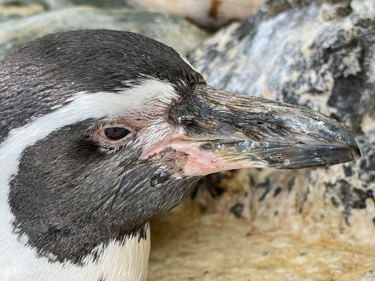 天国への旅立ち［フンボルトペンギン(サヌキ)］｜桂浜水族館 公式