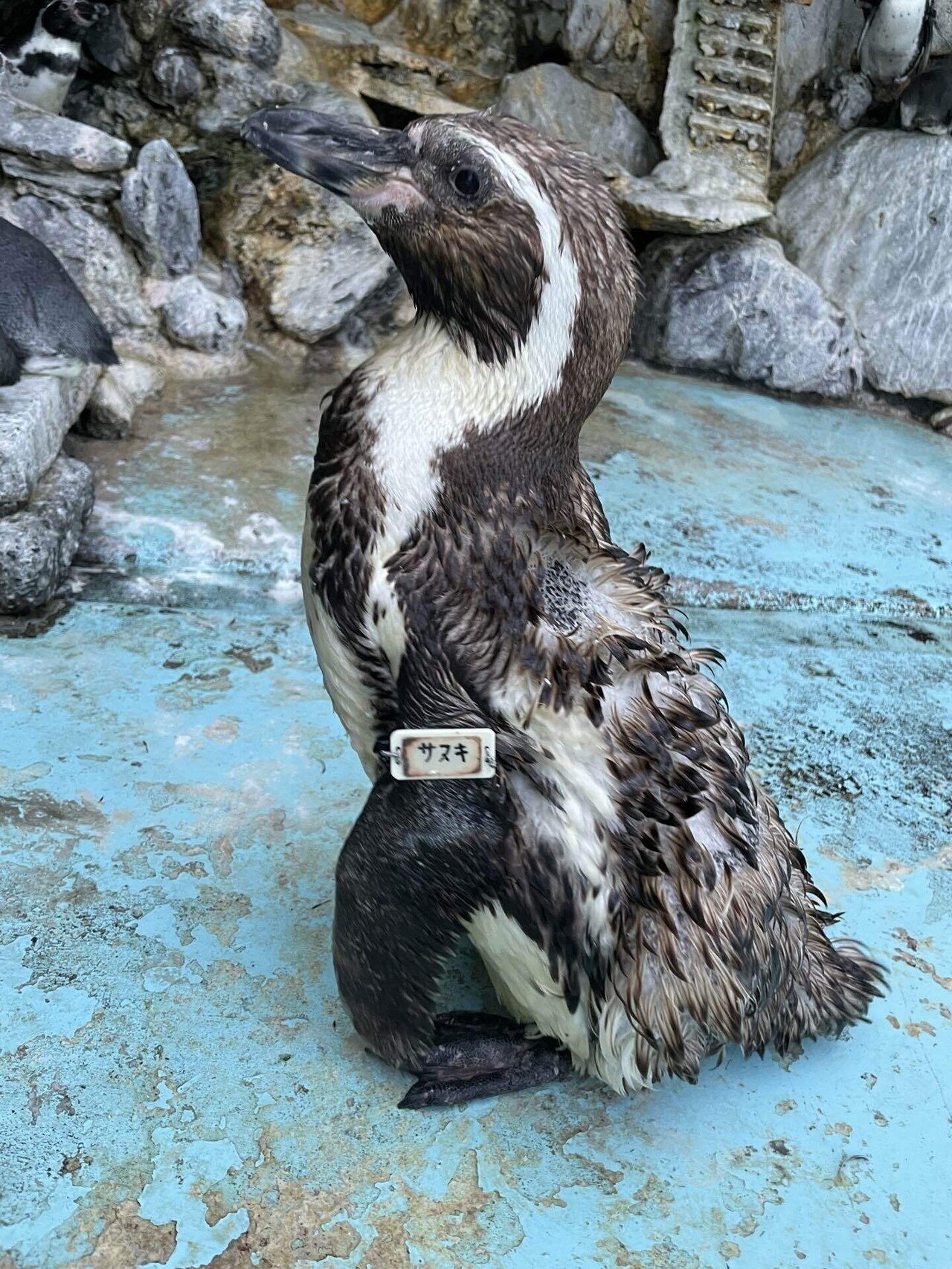 天国への旅立ち［フンボルトペンギン(サヌキ)］｜桂浜水族館 公式