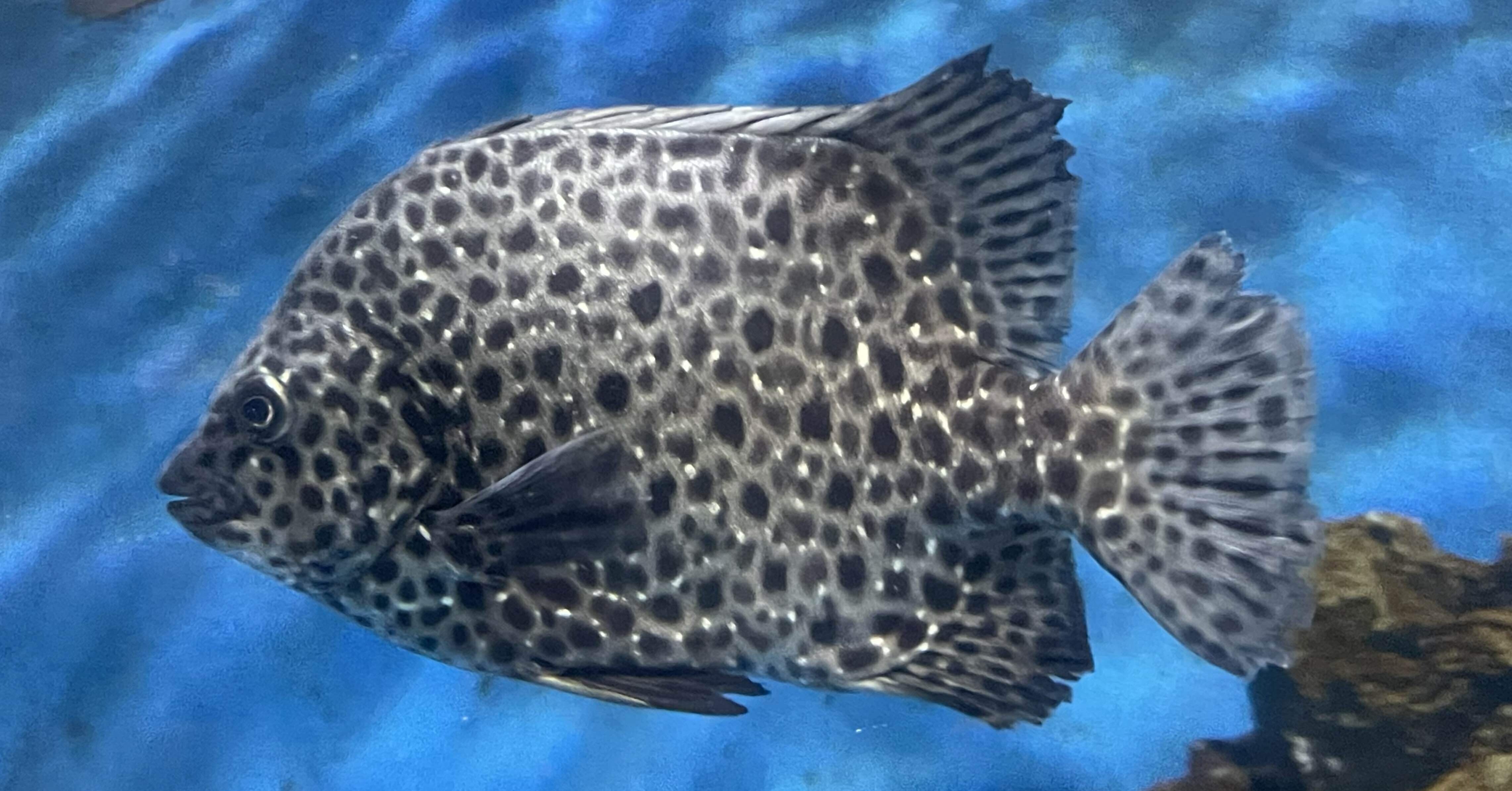 イシガキダイ《展示動物解説》｜桂浜水族館 公式