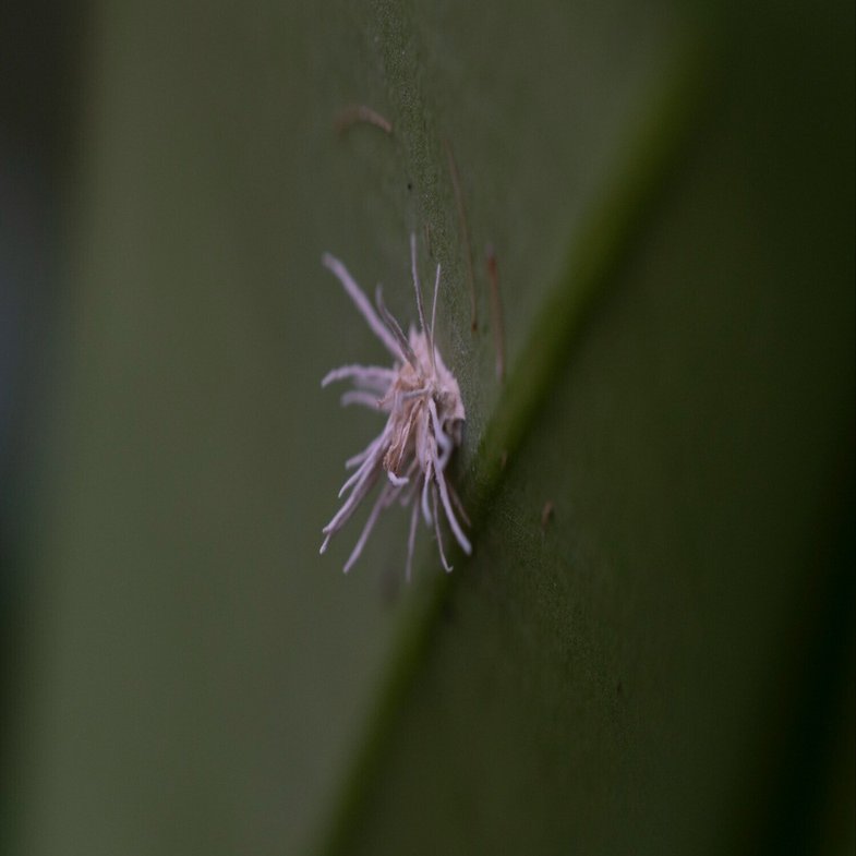葉のウラ探検隊 またまた冬虫夏草かも？＠いつもの森｜毒多