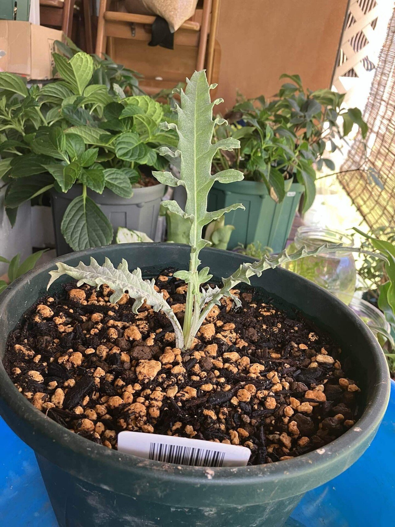 バラ大苗 10号鉢植え み