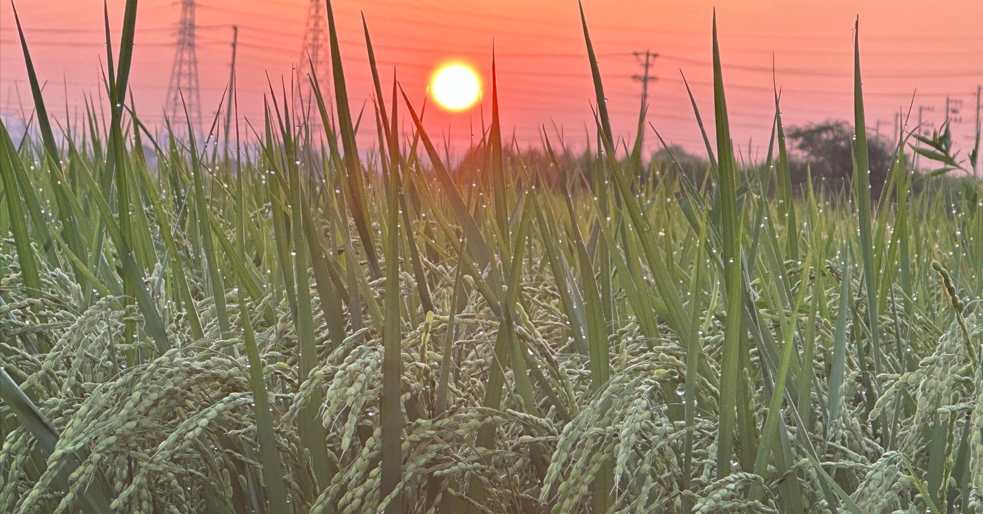 2024 にこまる（米づくり） - 登熟｜NicePapa 平野 尚志