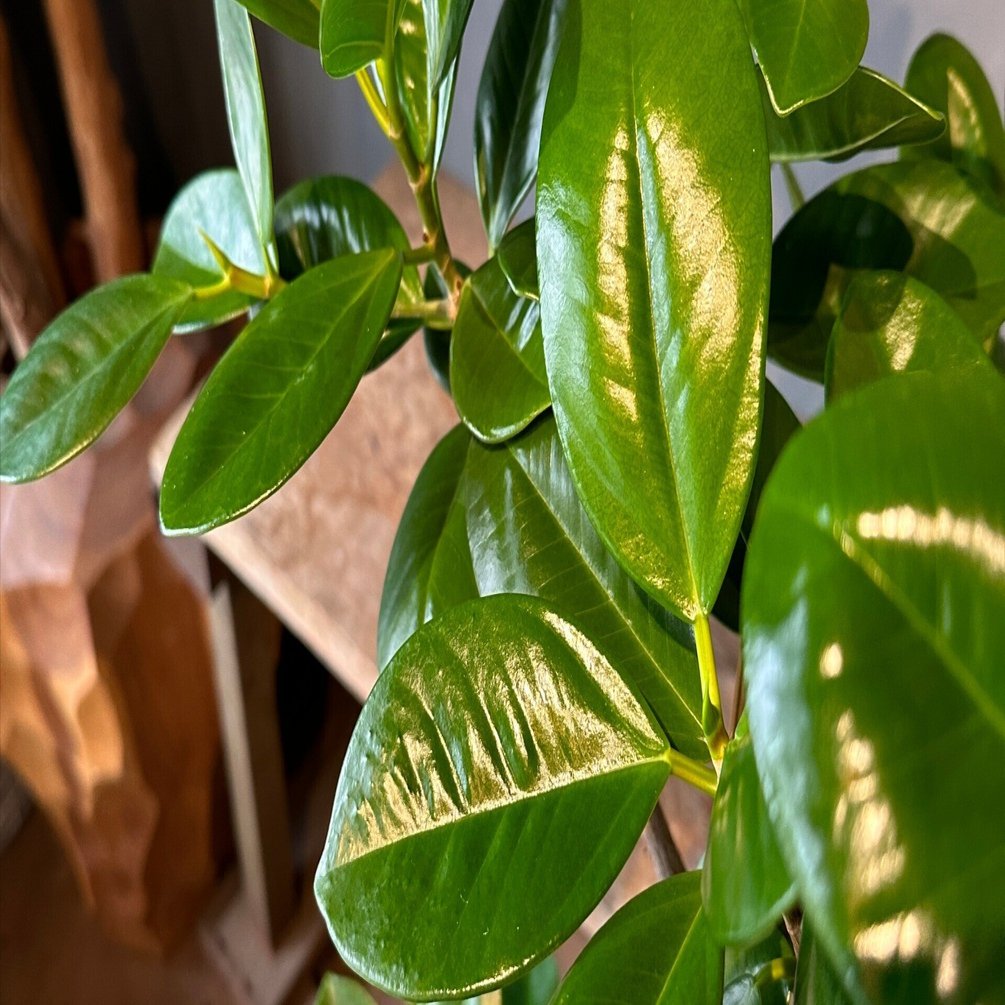 フィカス・ジャンボリーフ 092301 販売・通販 ［詳細ページ］ *tree