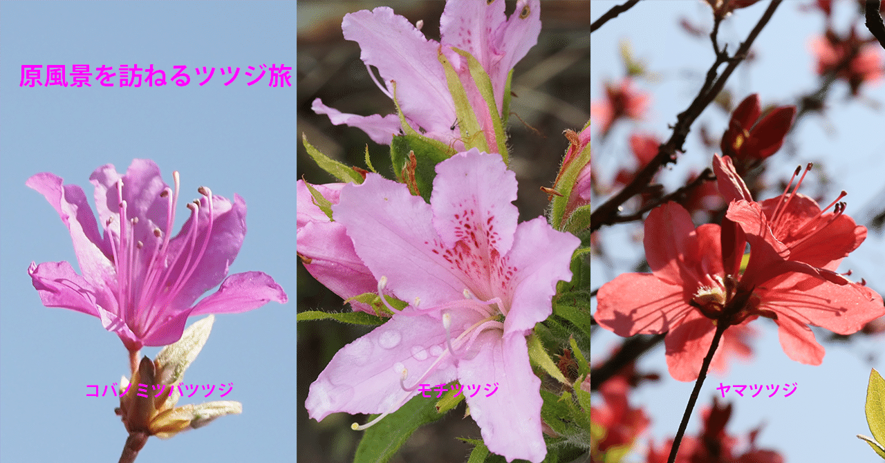 4．万葉ツツジはコバノミツバツツジ｜sasayan