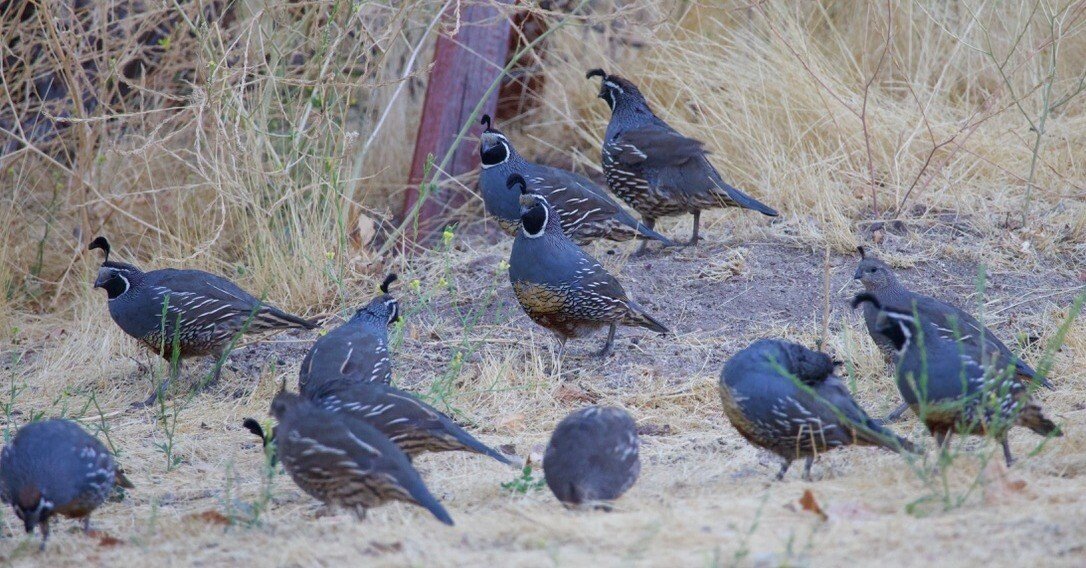 8c580e4a6283de10ce0e67cf1f3d9d