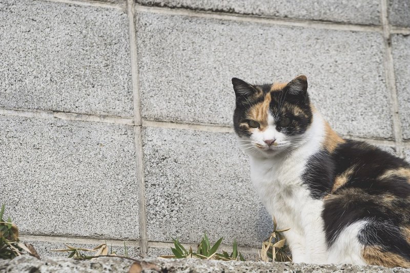 1123ネコ歩き笠寺