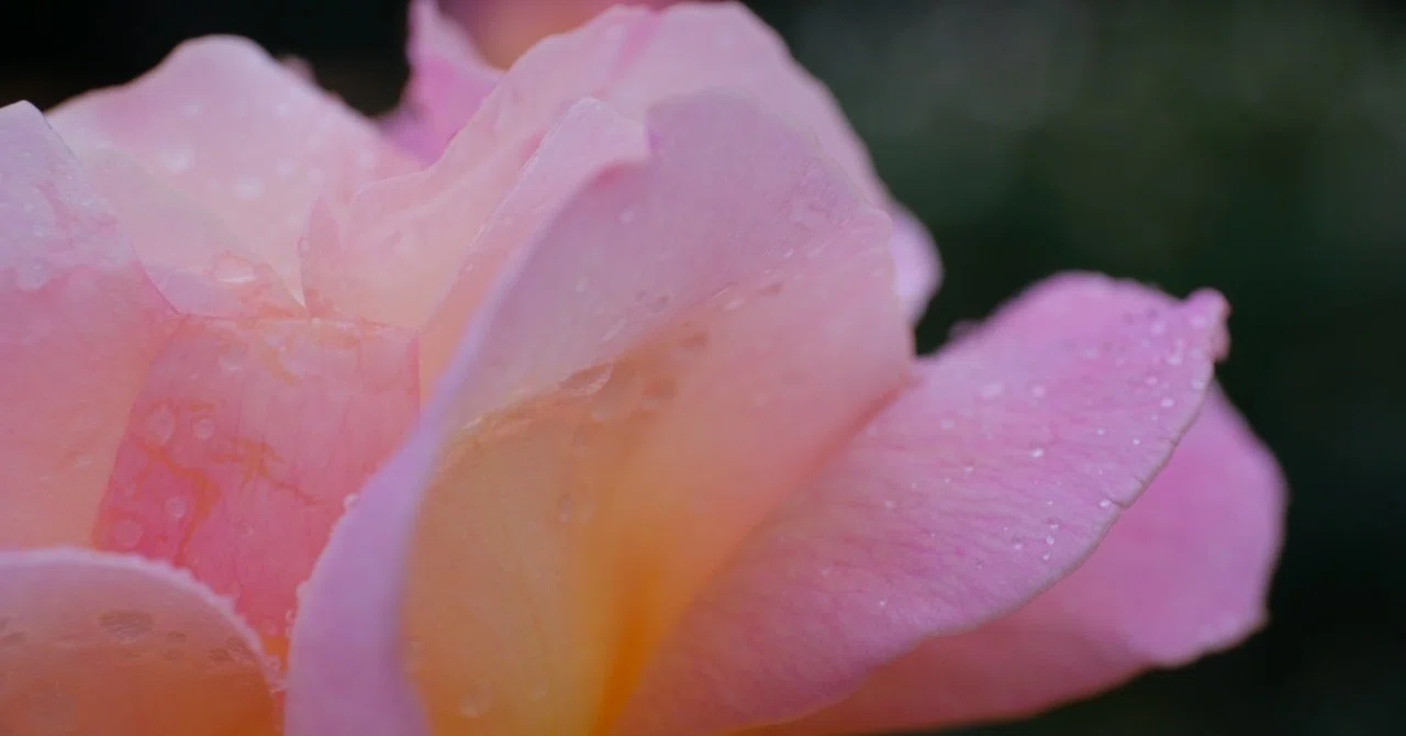 バラは雨上がりがいい｜takahasu