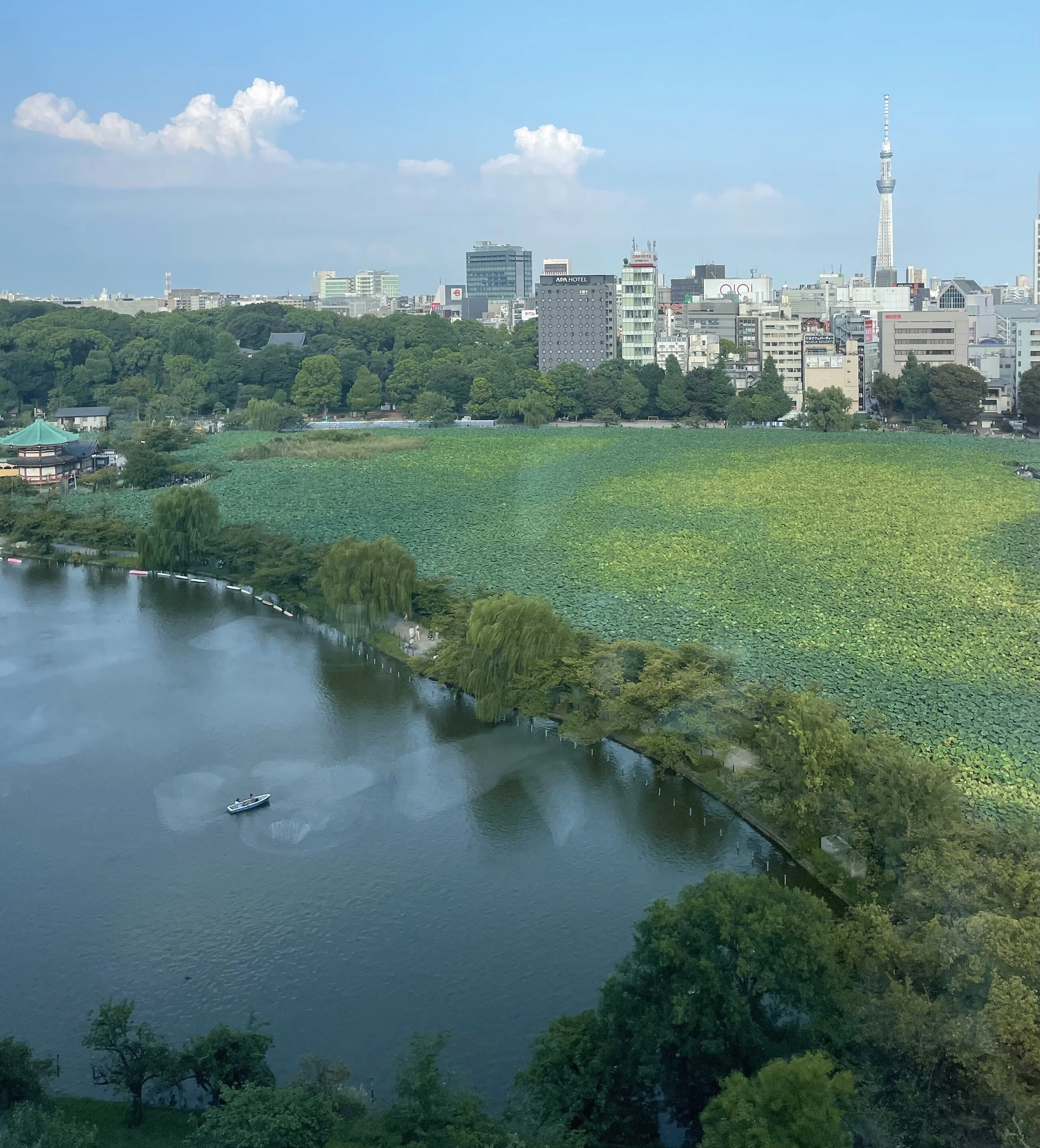 上野公園の不忍池（しのばずのいけ）をはじめて上から見ました。 水面