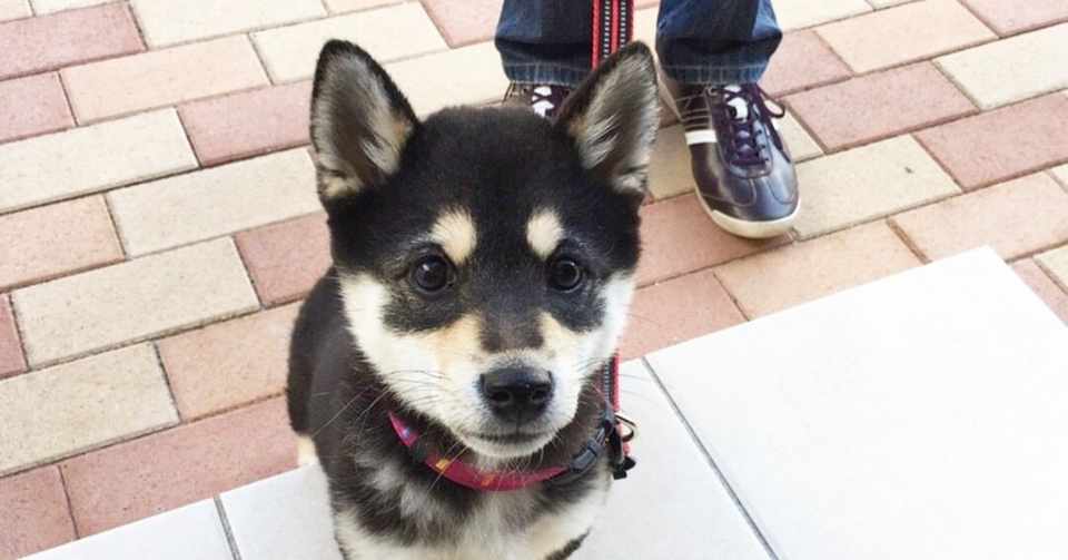 初めてワンちゃんを迎えるあなたへ贈る 幸せな変化のお話 いい部屋ペット いい部屋ネット 公式 Note