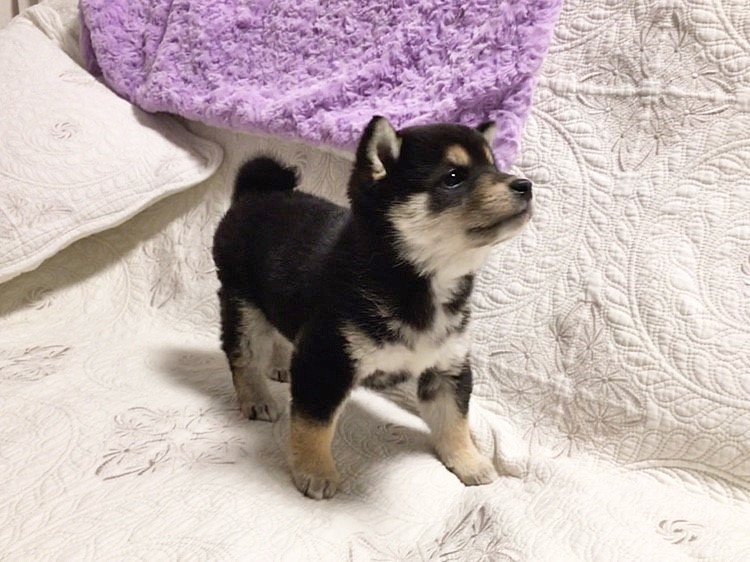 初めてワンちゃんを迎えるあなたへ贈る 幸せな変化のお話 いい部屋ペット いい部屋ネット 公式 Note