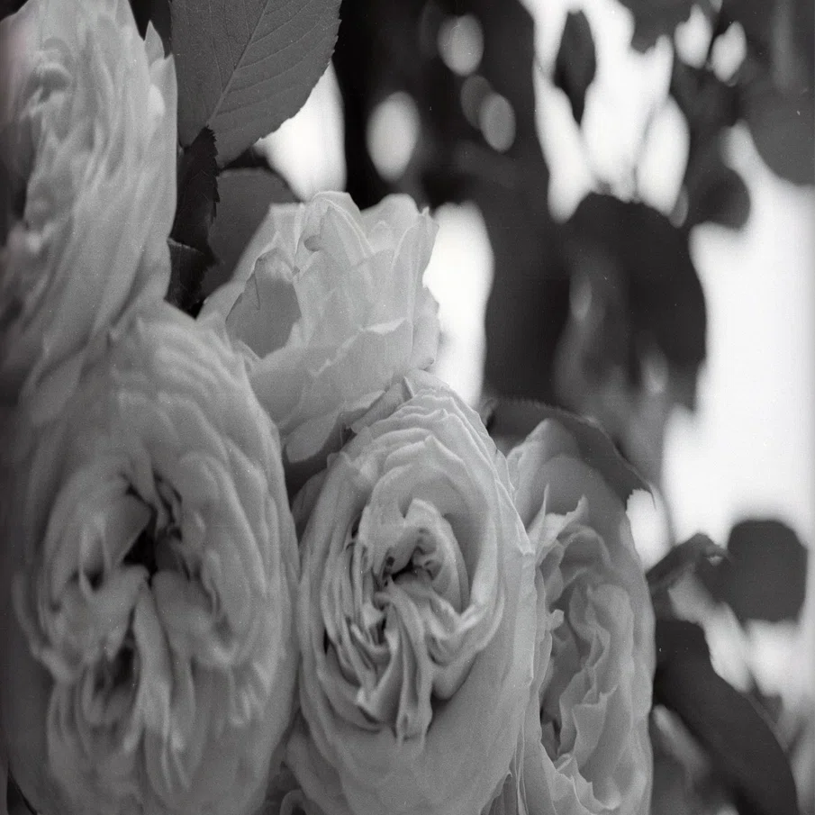 ストリートに咲く薔薇：Bianca Chandon × DSM パーカーの魅力｜UNKNOWN