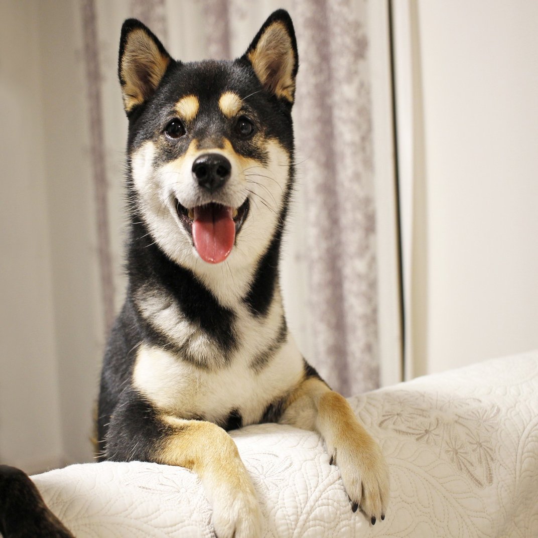 初めてワンちゃんを迎えるあなたへ贈る 幸せな変化のお話 いい部屋ペット いい部屋ネット 公式 Note