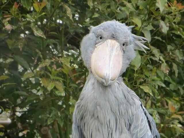 第598回 野鳥のモアイ像 翆野 大地 Note