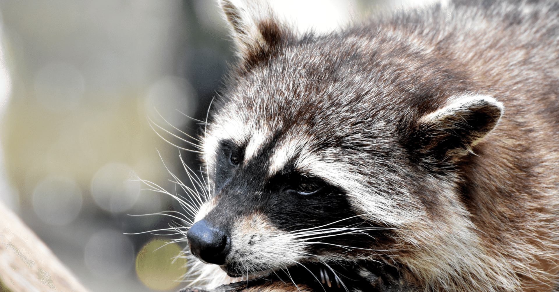 アライグマ 様 8dd69b7b6a62b763093d4230d2aaec