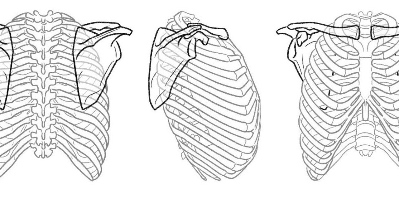 4 上肢帯の骨格を描く 伊豆の美術解剖学者 Note