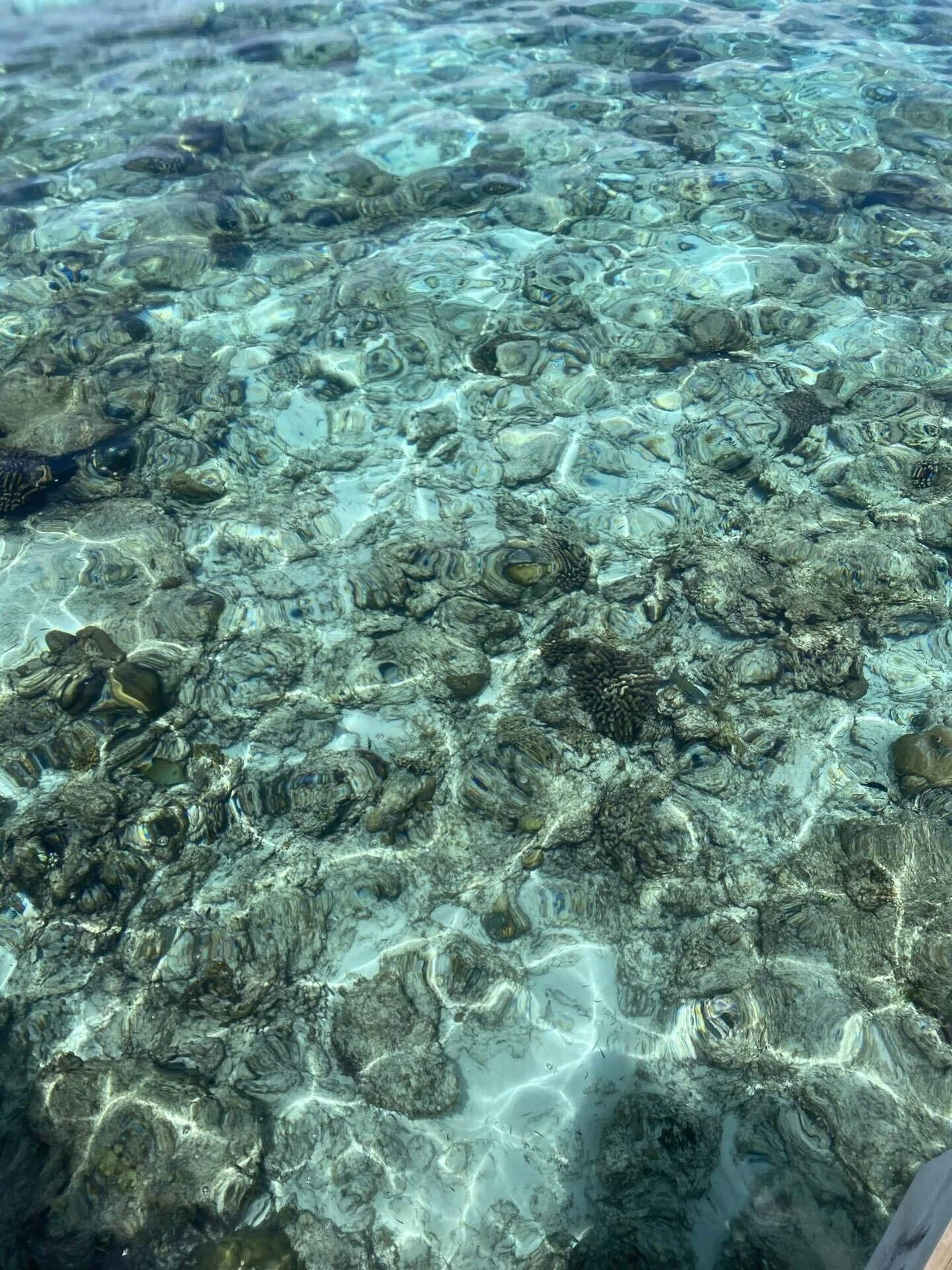 モルディブ】世界一美しい海でした｜一級建築士の旅の記録