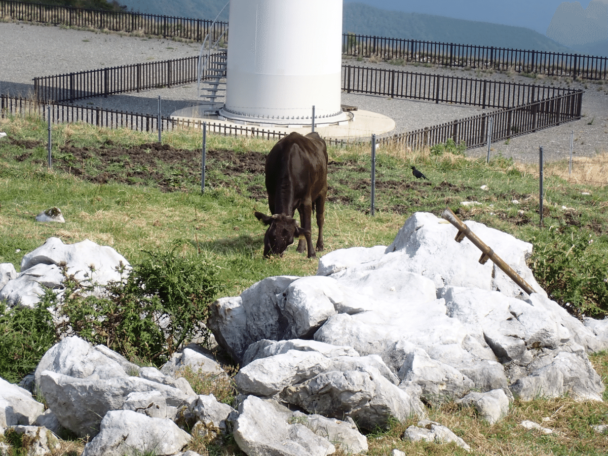 四国 野外 露出 四国カルスト｜はんだあゆみ