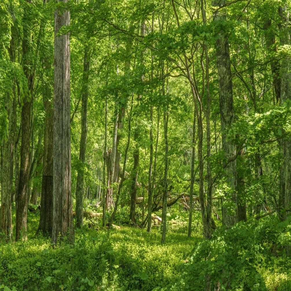 ソニーα】「ピクセルシフトマルチ撮影」を徹底検証！驚きの結果に