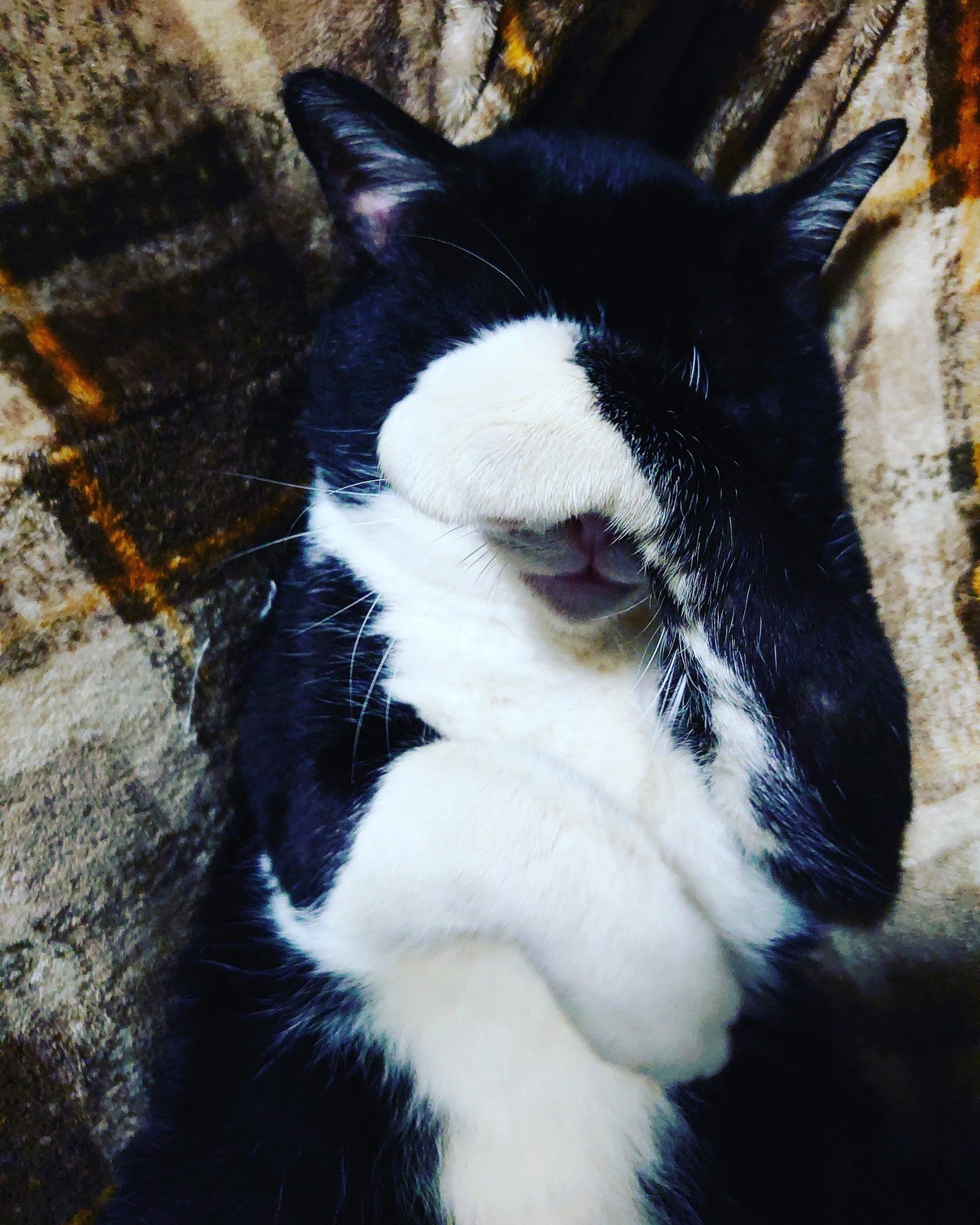 きゃわいい あやたん Note