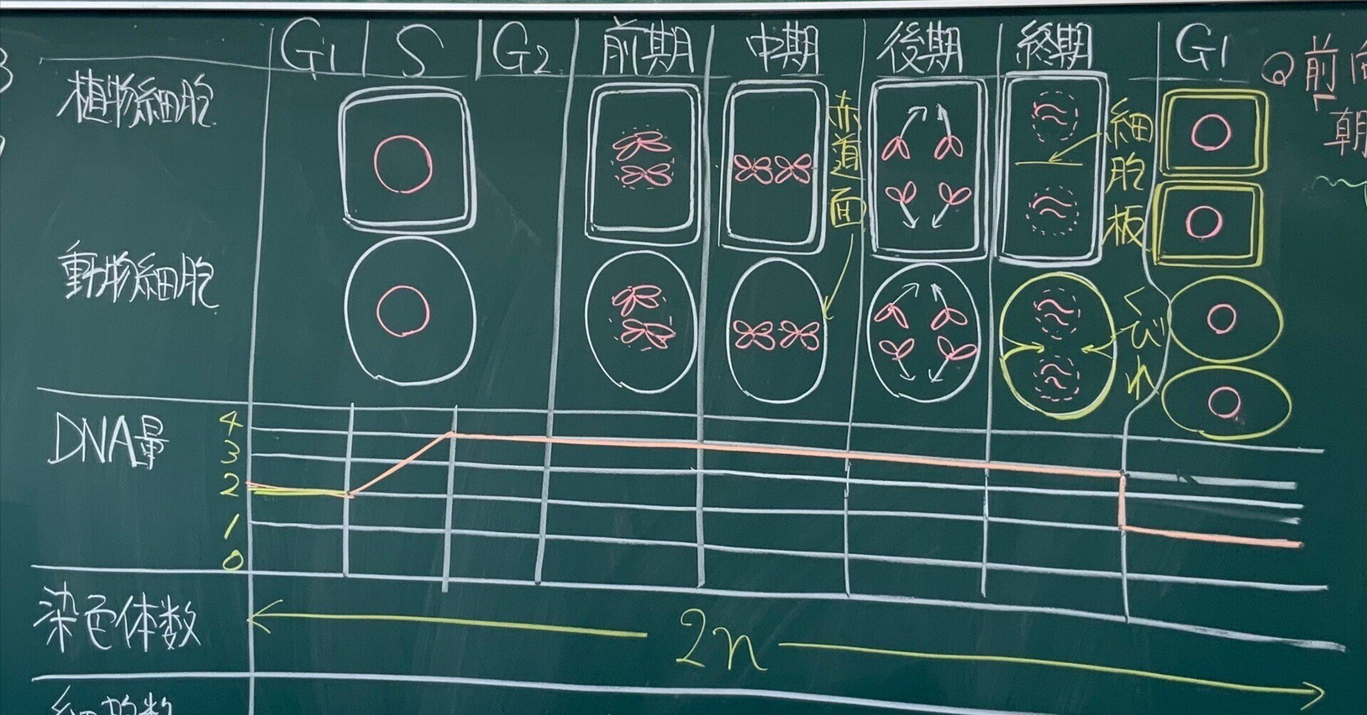 高2生物 生物基礎講座前期・後期 17年 例題解説 講義ノート 李先生