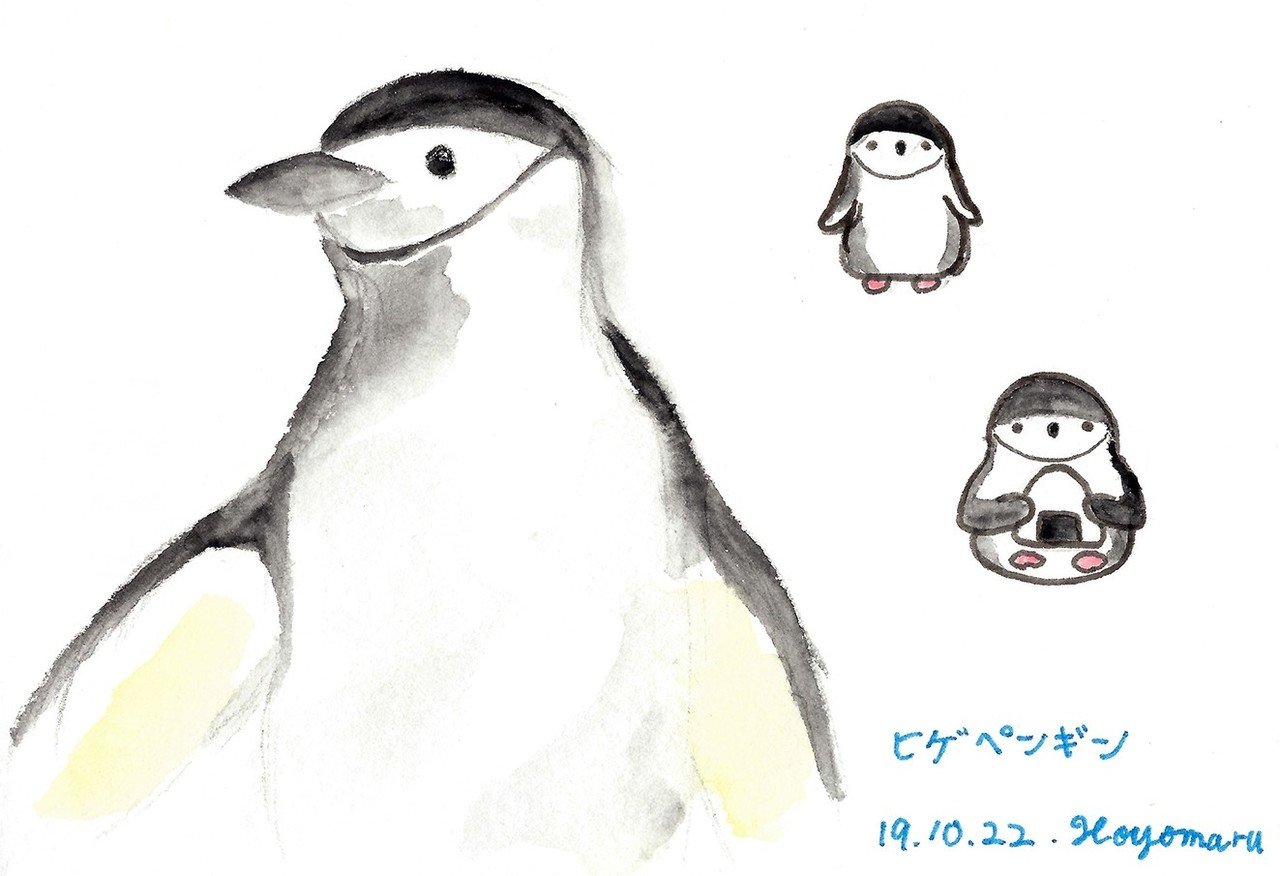 ヒゲペンギン191022s