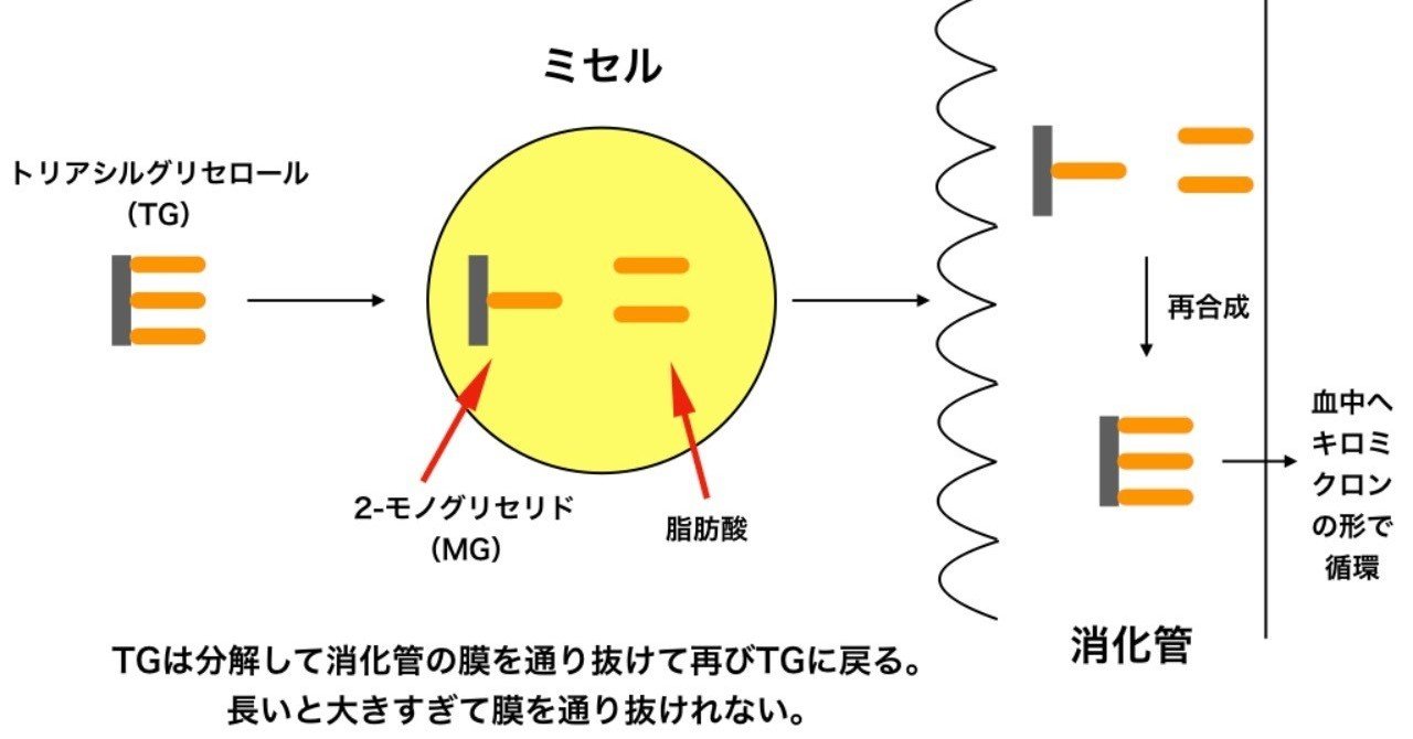 脂肪はどのように吸収される Rift Note 脂肪はどのように吸収される Rift Note