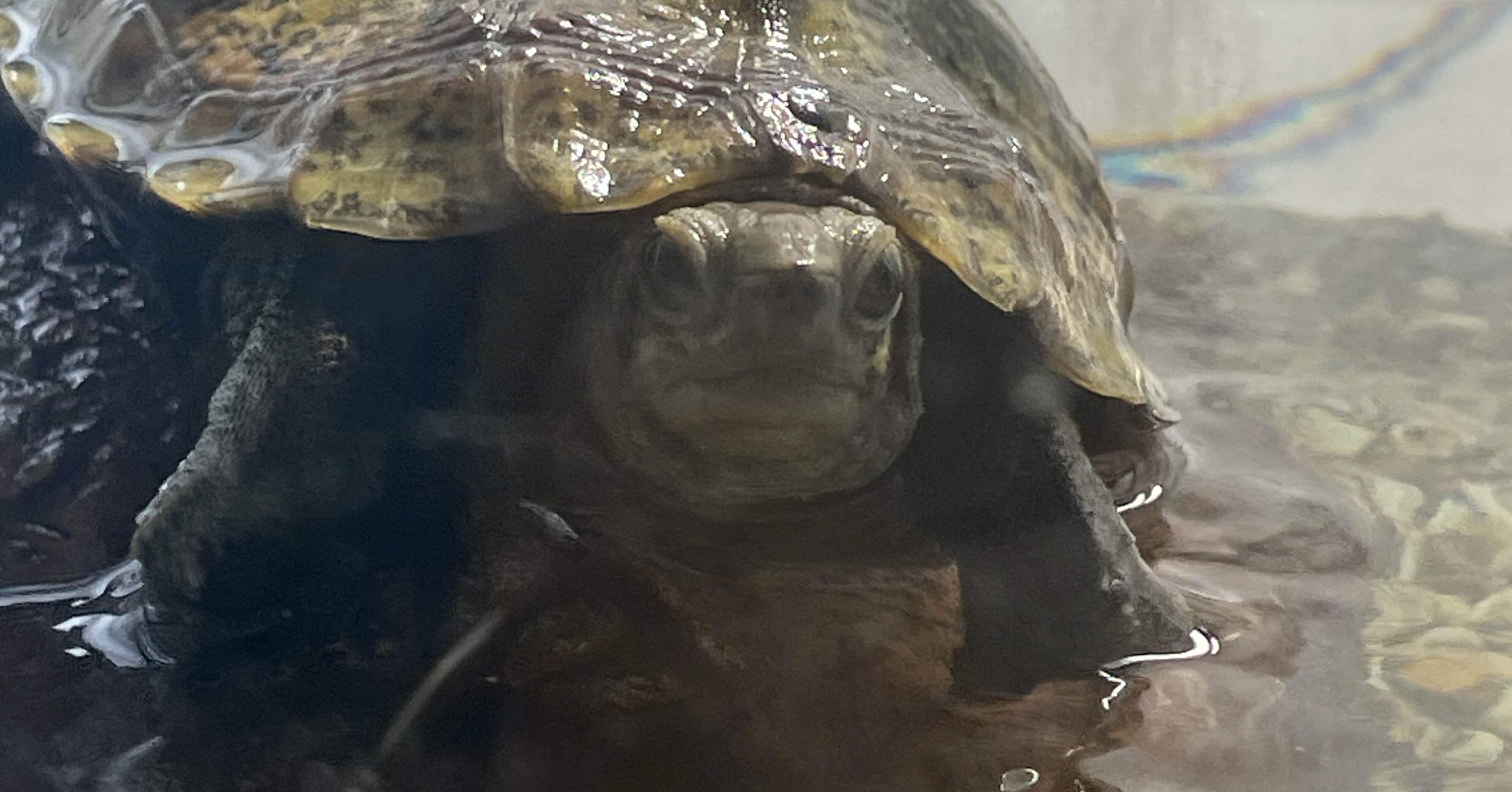 かめきち！｜Shomin Shinkai