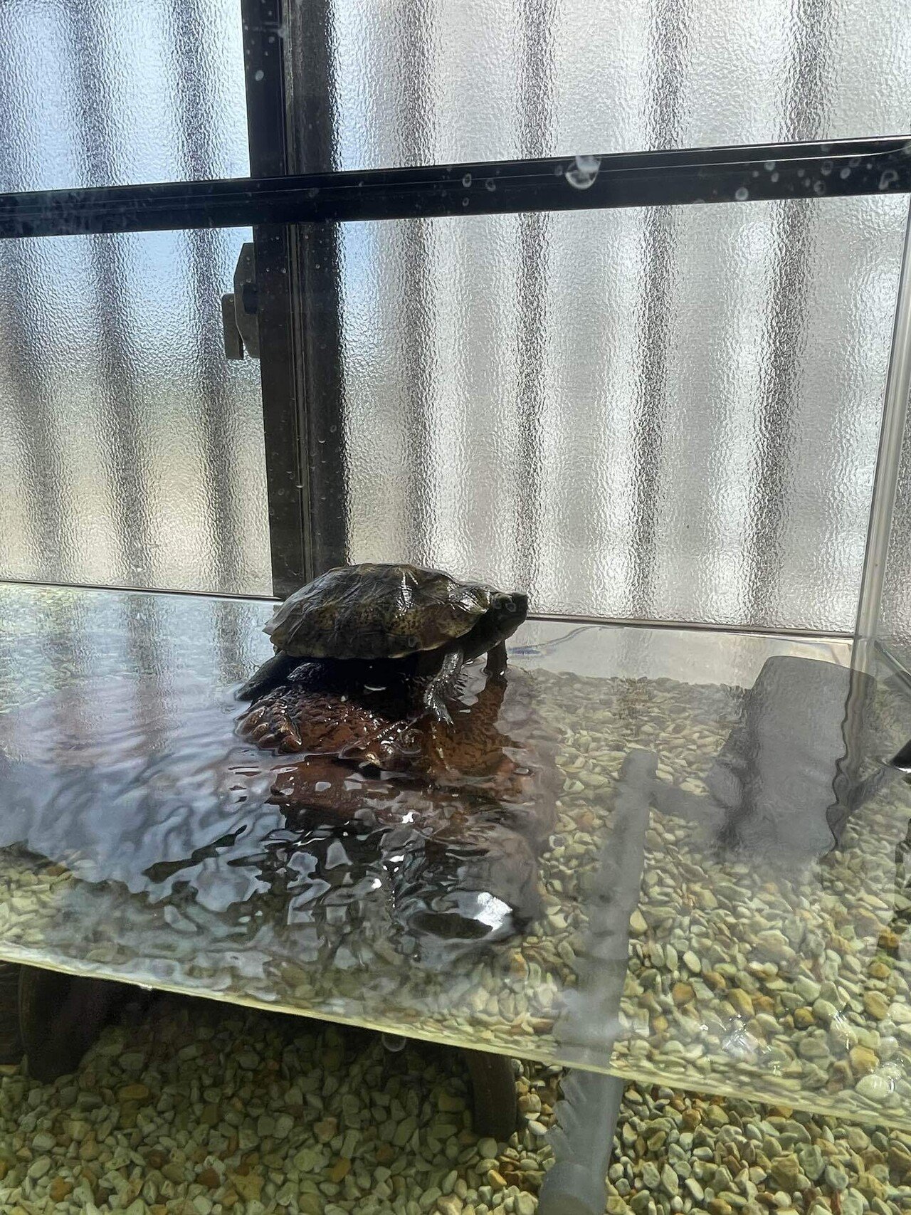 かめきちページ GEX カメの島 M-1 | ペット用品（小動物・鳥・亀・爬虫類） 通販