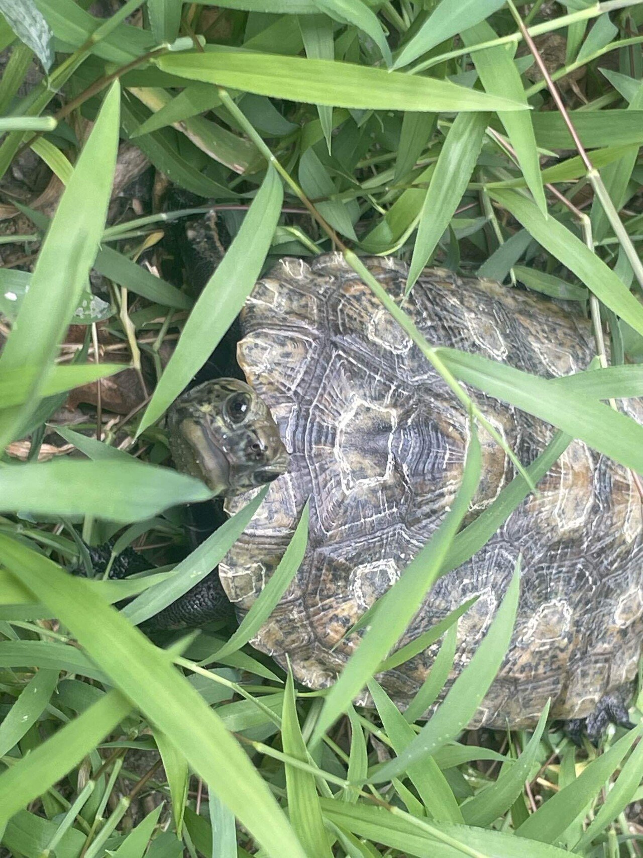 かめきちページ ケース販売】GEX カメの島 M-1(1ケース6個入り) 1741663006【別送品