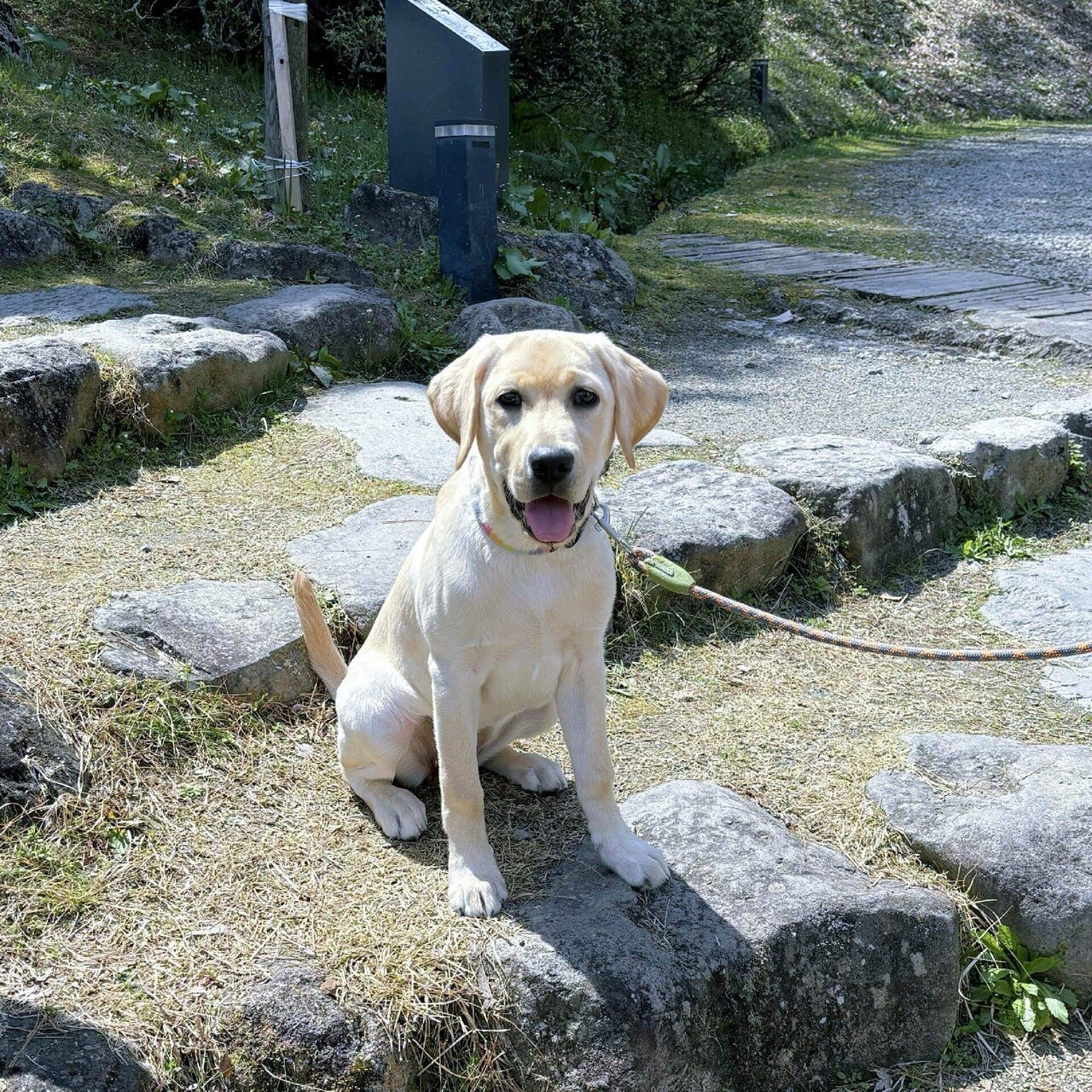 ラブラドールレトリバー】花写真館 生後5ヶ月 2024年4月｜Hinata