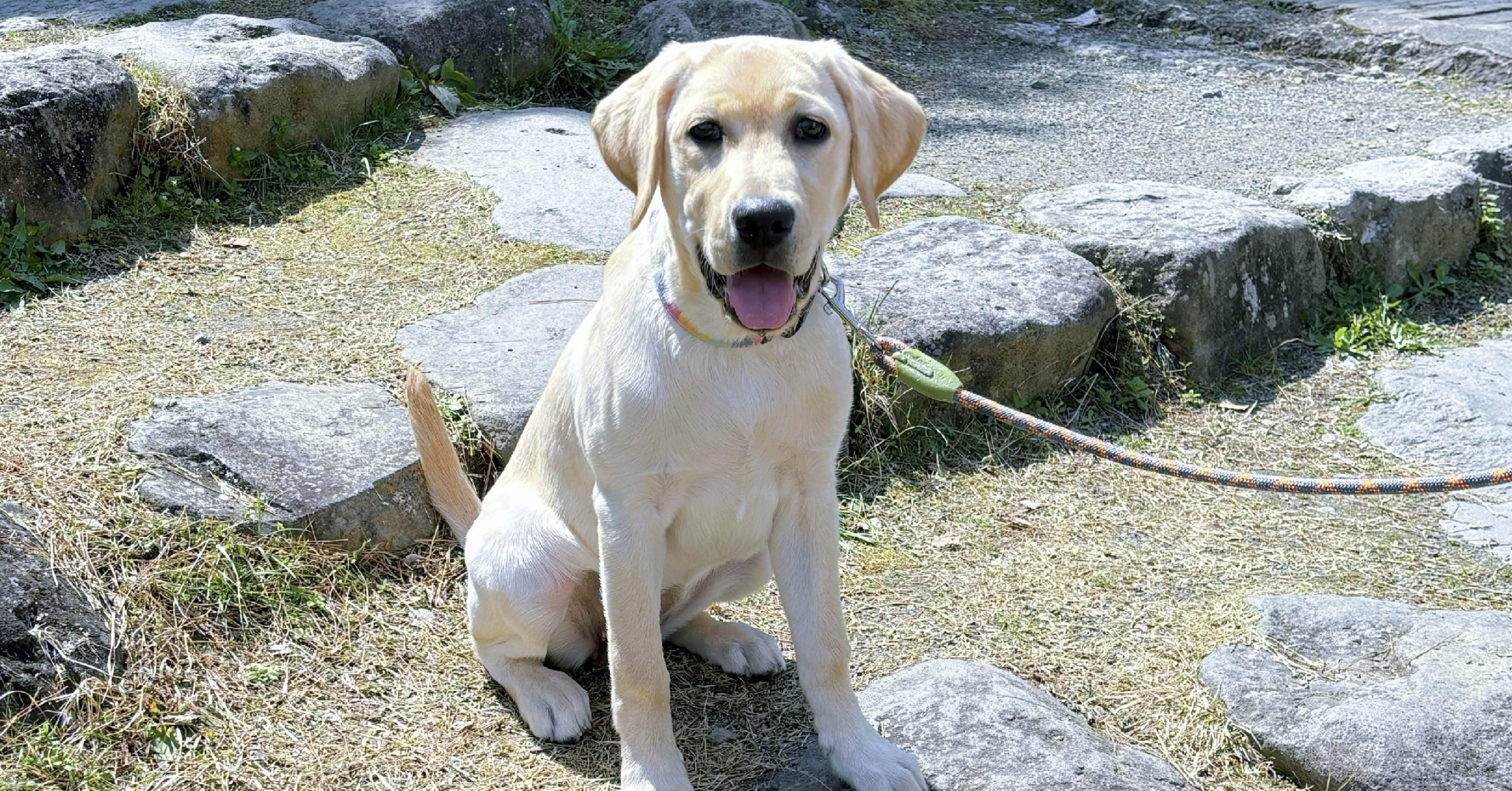 ラブラドールレトリバー】花写真館 生後5ヶ月 2024年4月｜Hinata