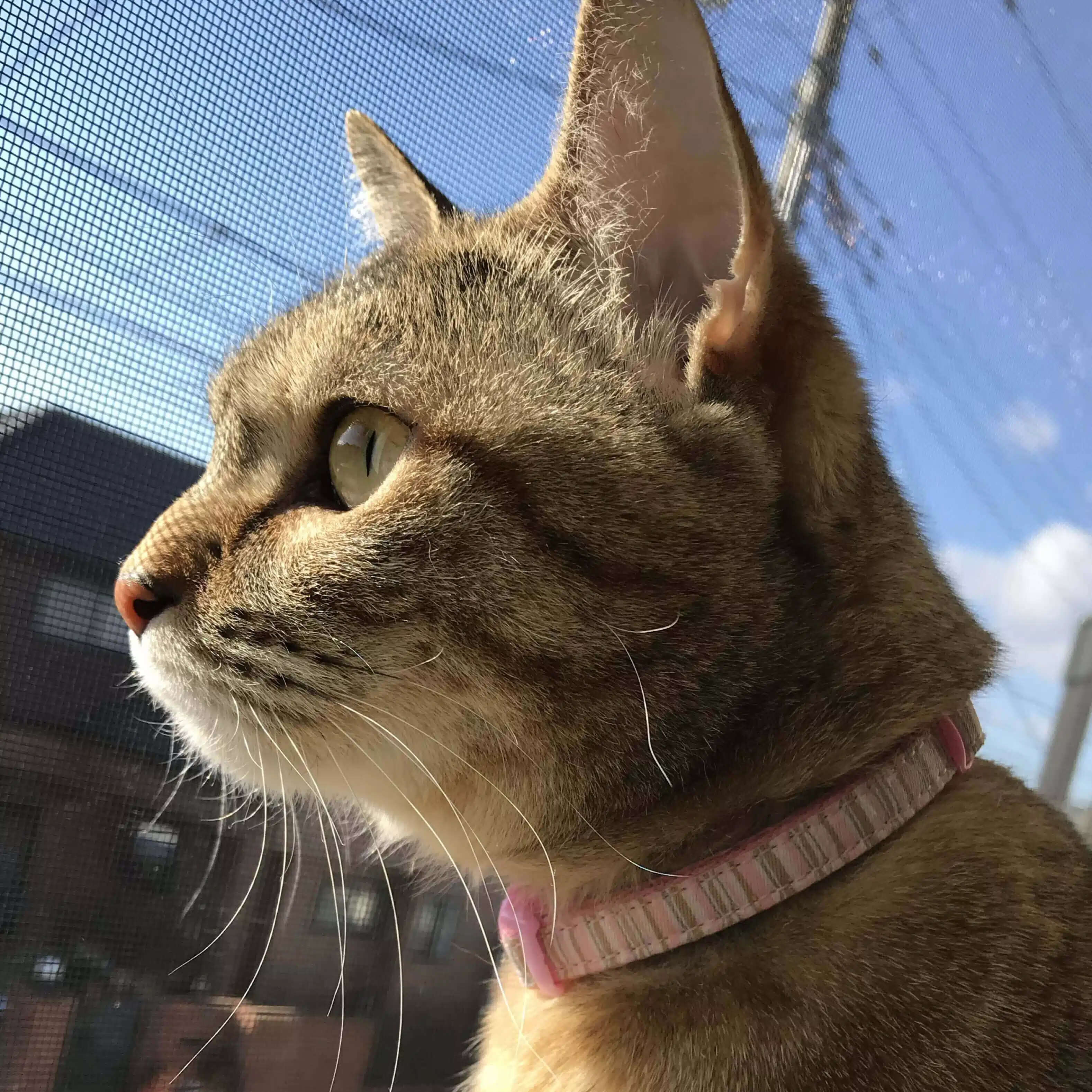 くまひめ