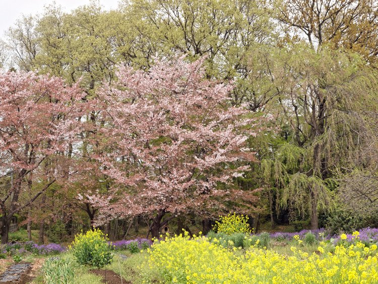 南部公民館付近 #桜