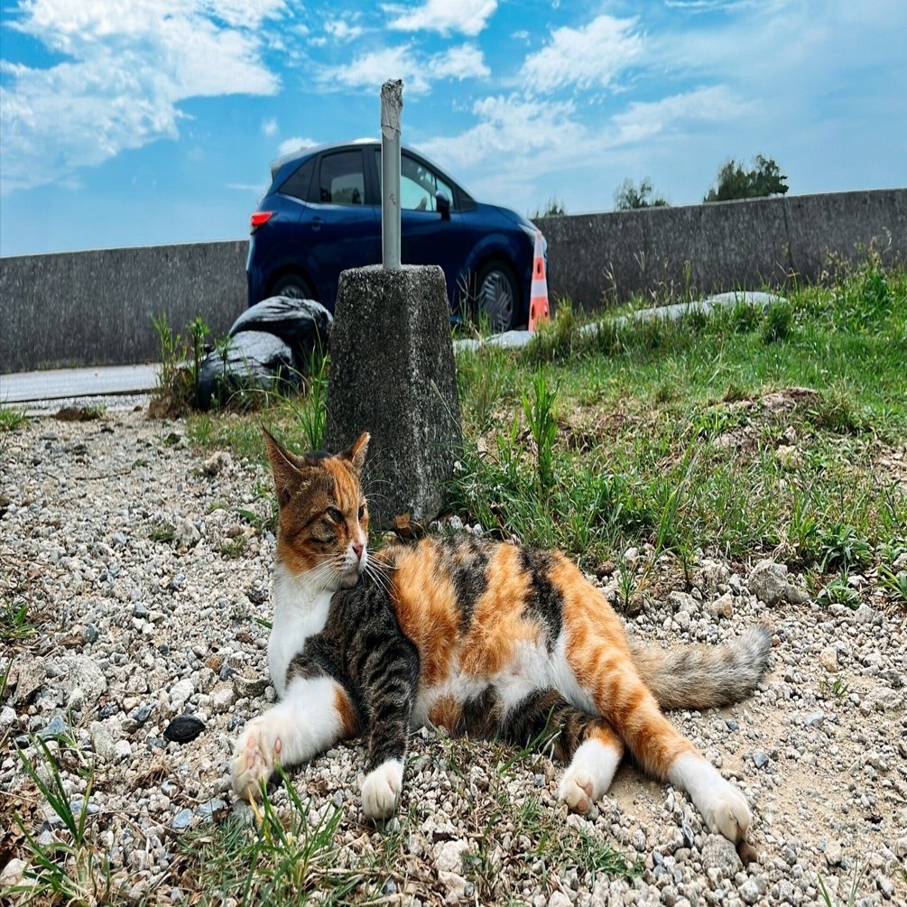 沖縄の猫島を巡ってきました。｜Shoichi Hasegawa