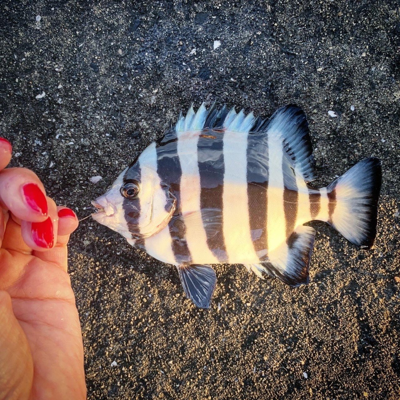 オトナのお魚図鑑な釣りの日の話 Kumiko Sasaki Note オトナのお魚図鑑な釣りの日の話 Kumiko Sasaki Note