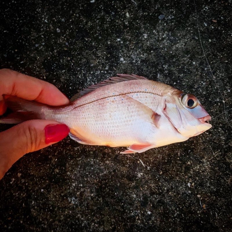 オトナのお魚図鑑な釣りの日の話 Kumiko Sasaki Note