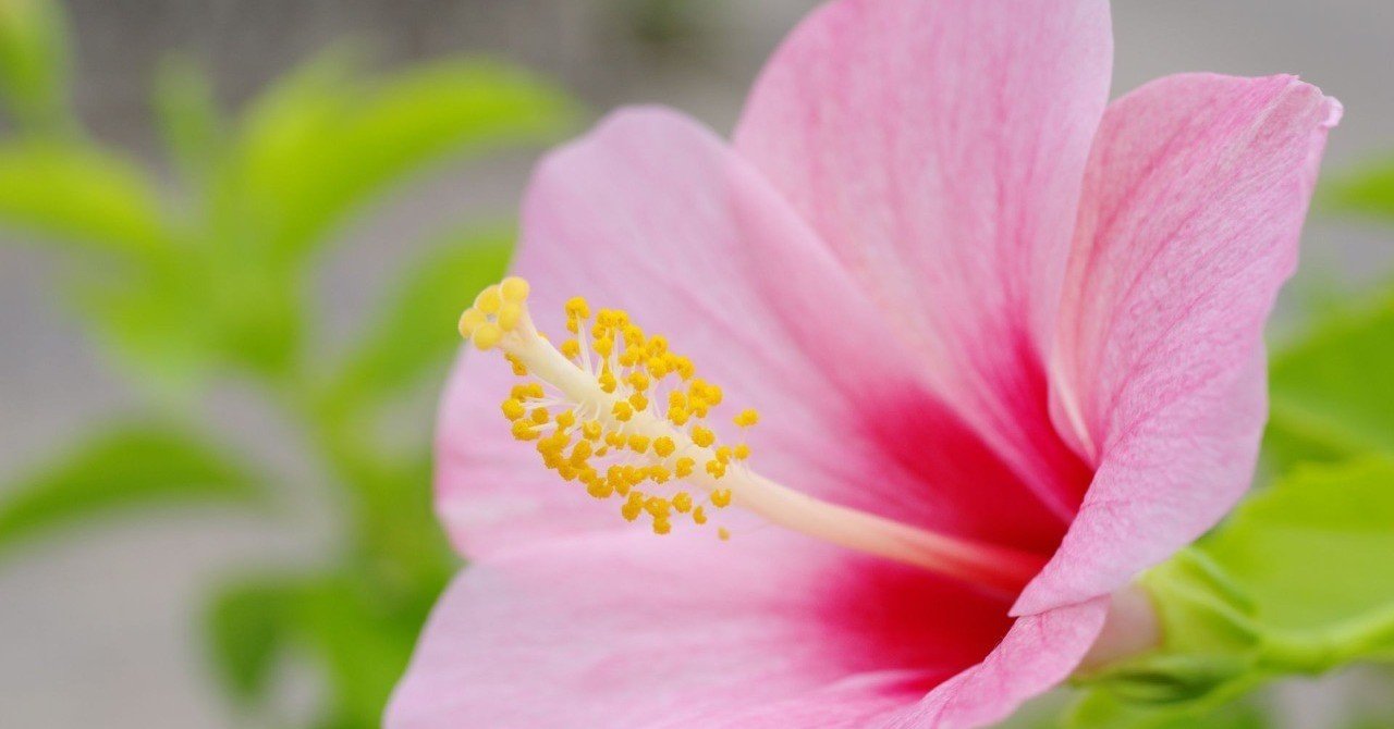 そこ は広角 それ は望遠 夢望庵 Mubou An Note そこ は広角 それ は望遠 夢望庵 Mubou An Note