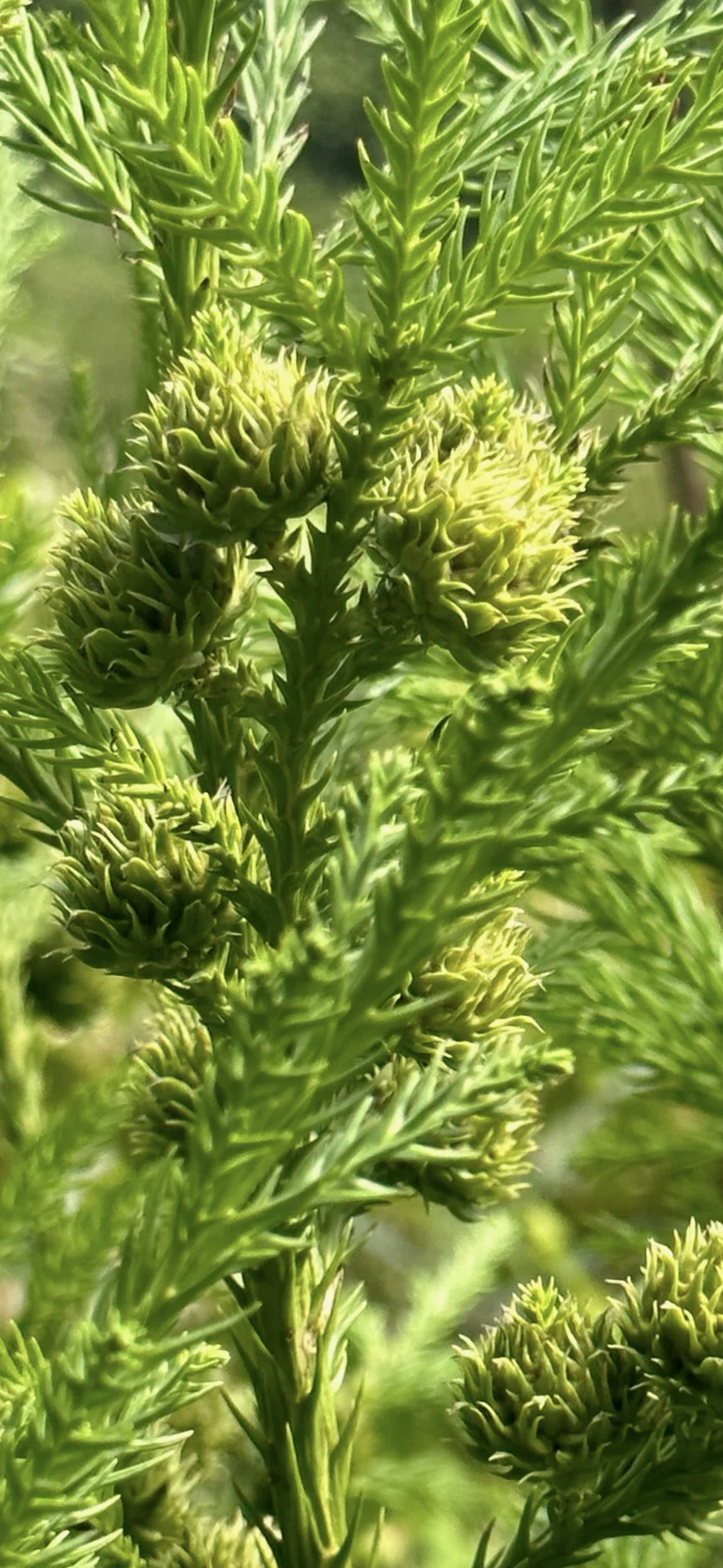 JAPANESE CEDAR|EGGSEED