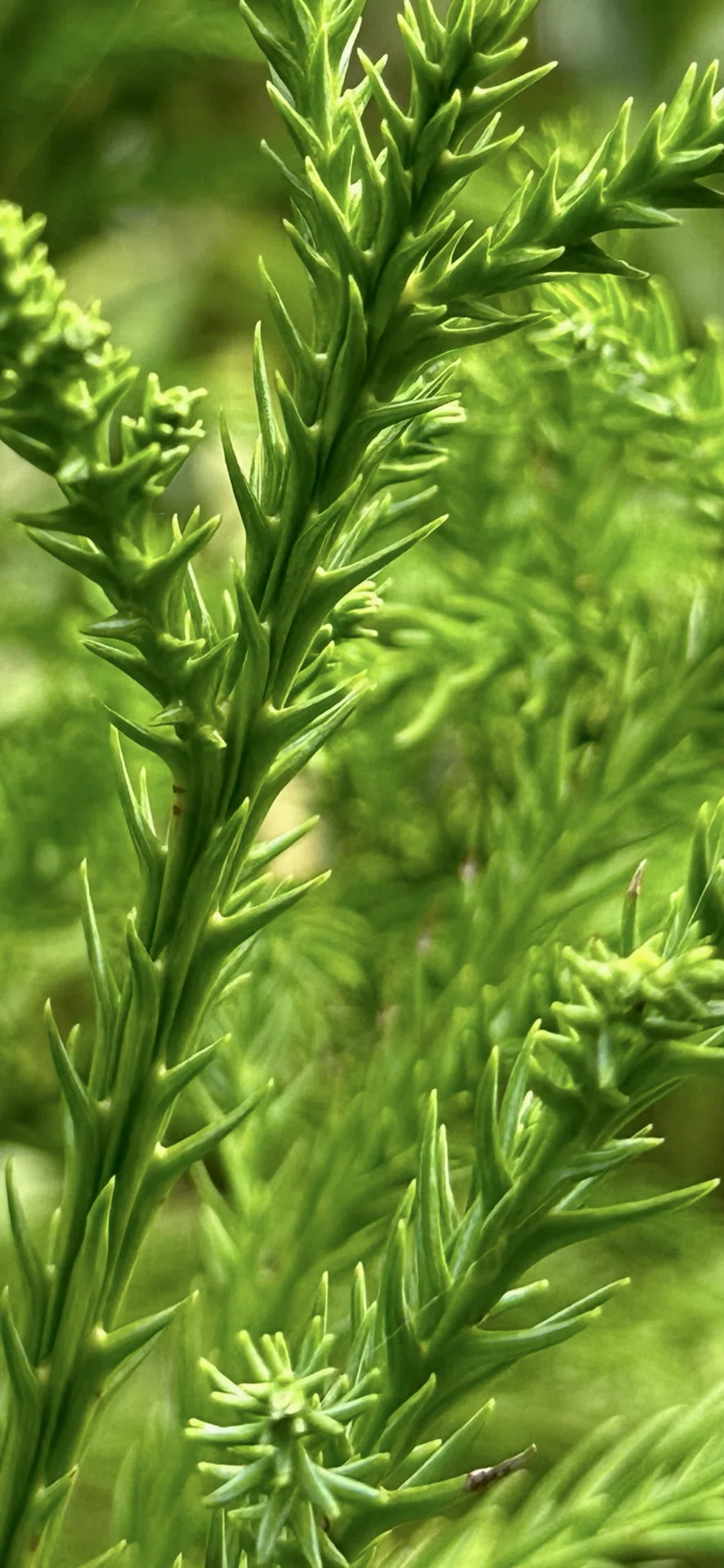 JAPANESE CEDAR|EGGSEED