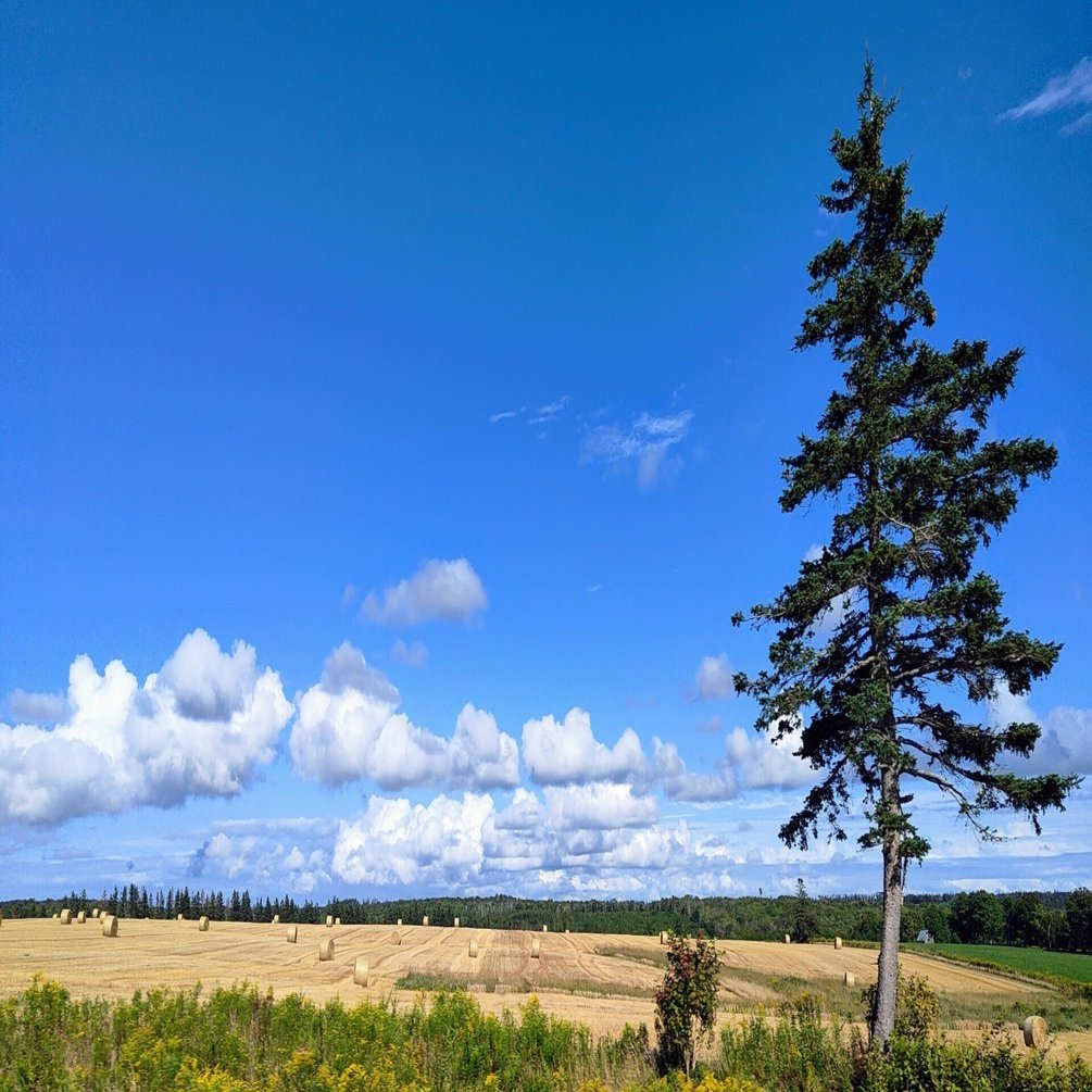 赤毛のアンビスクドール★カナダのプリンスエドワード島で購入　新品未使用 プリンスエドワード島 赤毛のアン 人形 - メルカリ